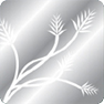 Silver Fields Resources Inc.